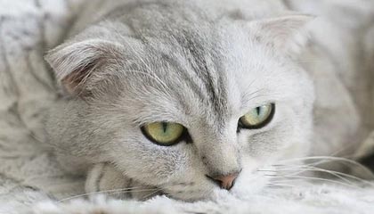 九游-世界羽联超级系列赛印尼站，中国选手表现抢眼，印尼羽毛球世界冠军