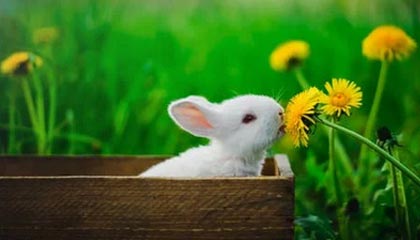 九游-世界羽联超级系列赛印尼站，中国选手表现抢眼，印尼羽毛球世界冠军