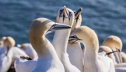 九游登录中心-《王者荣耀》职业选手退役后的转型：直播、解说与幕后工作，王者荣耀kpl退役选手