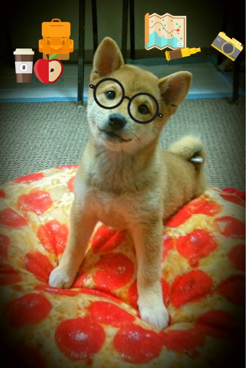 九游网游官网-比分逆转：北京战术调整奏效，反败为胜！，北京单场即时比分360