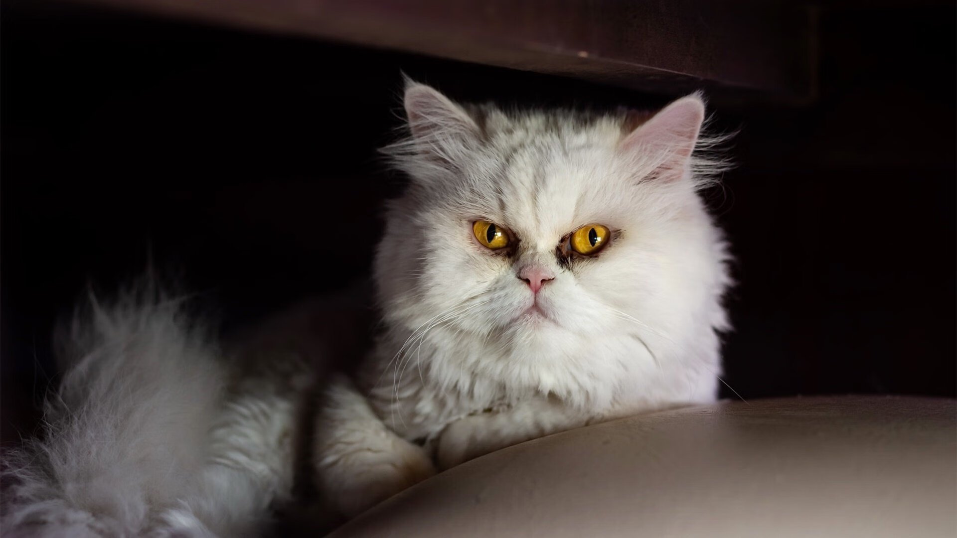 九游下载官网-中国篮球历史回顾从五虎将到新时代核心，中国篮球历程