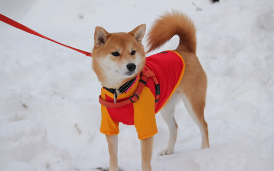 掩护后球员的节奏延续是否直接决定得分效率，掩护犯规怎么判罚