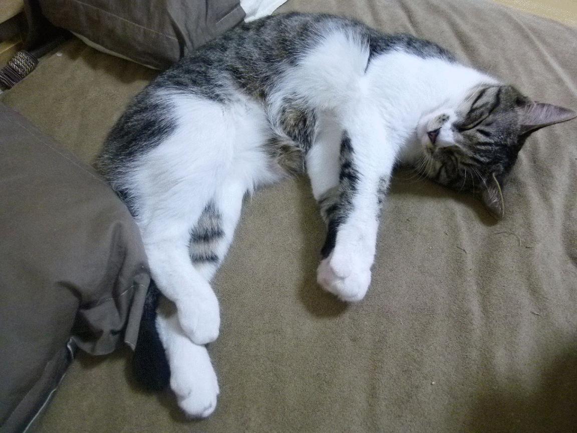 九游网页版入口-张雨霏蝶泳夺金打破亚洲纪录，张雨霏蝶泳夺金打破亚洲纪录是真的吗