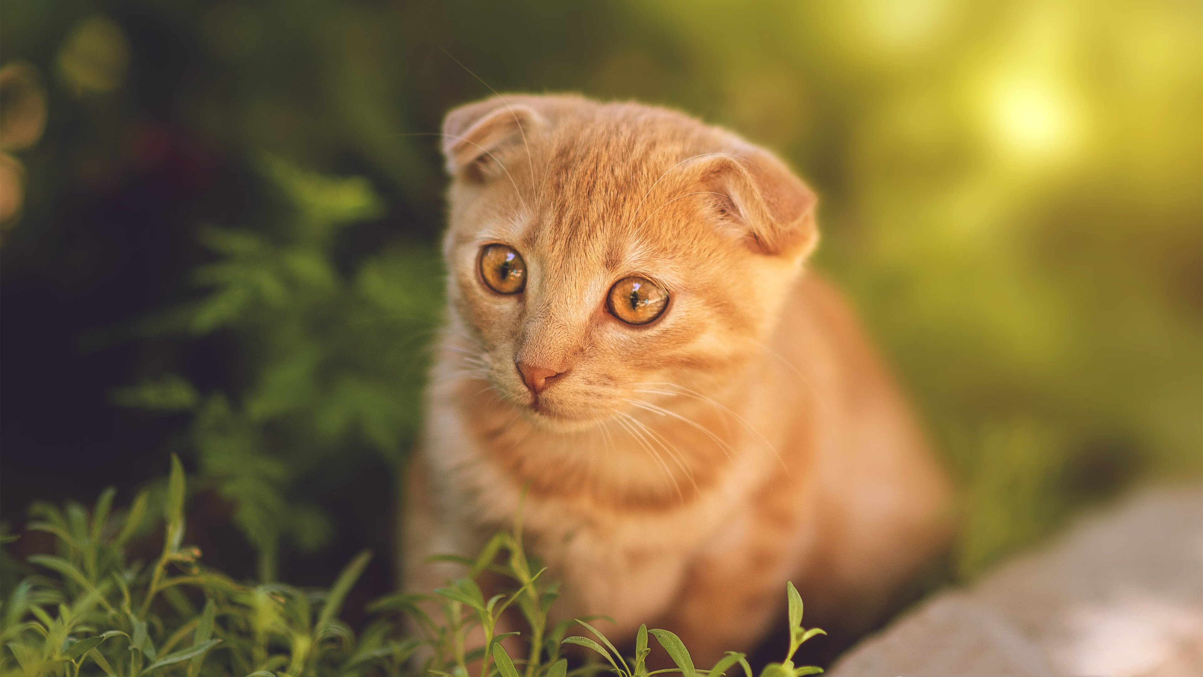 JIUYOU GAMING-意甲场上奇迹：连续进球成就传奇，意甲连胜纪录