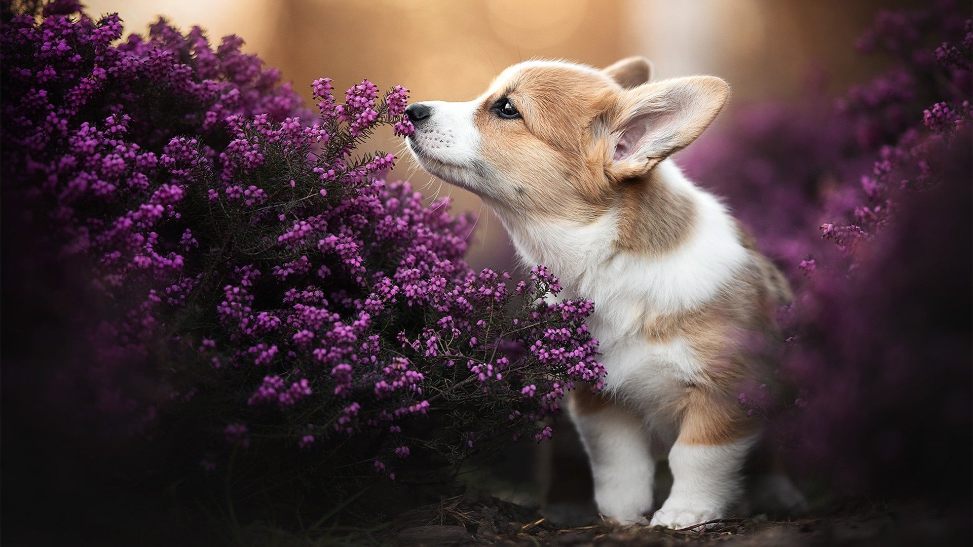 热火核心回归球队进攻节奏大幅改善，热火队伍