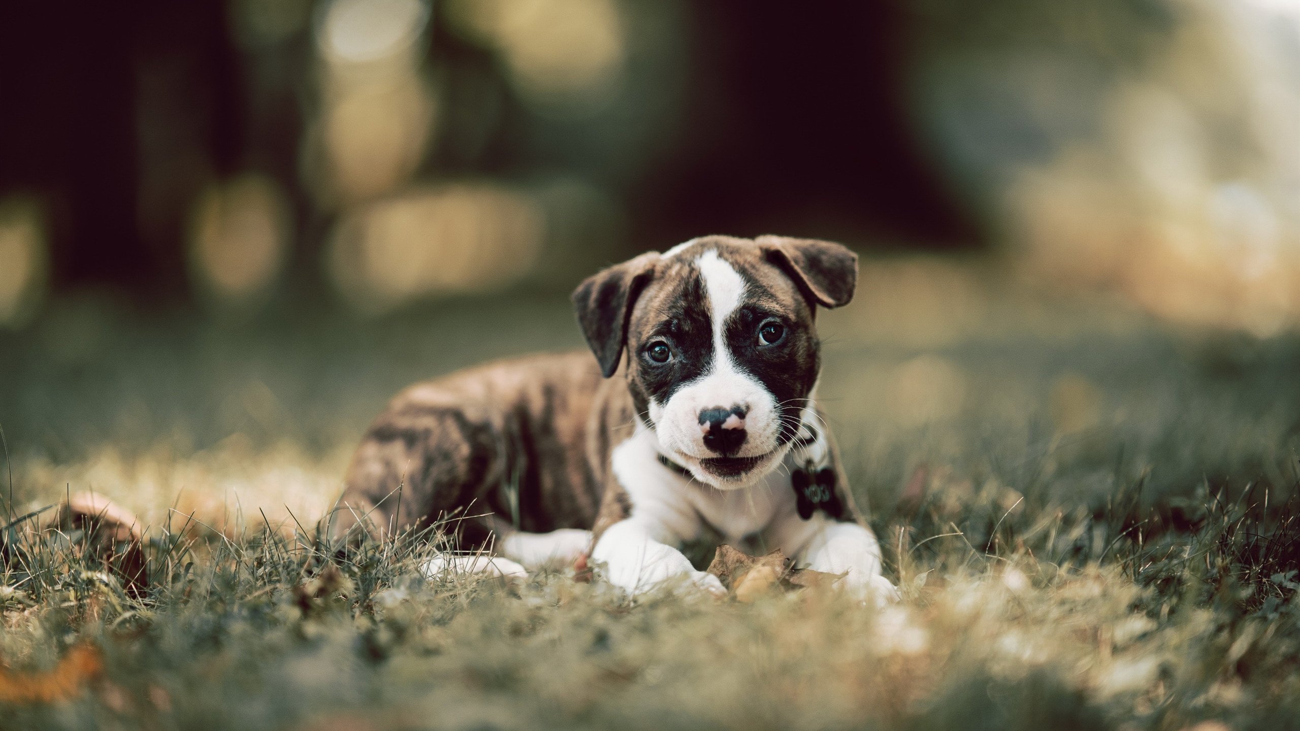 特色足球文化产品跨界合作，推动文化产业多元发展，足球文化衫