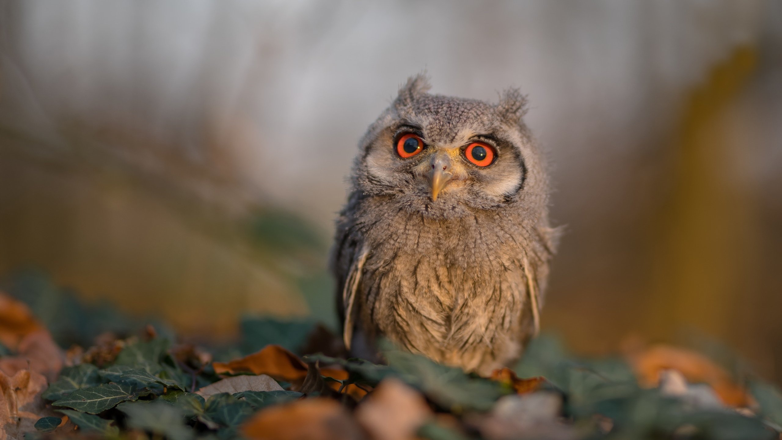 科尔博稳步提升成绩，表现抢眼，科博睿尔怎么样