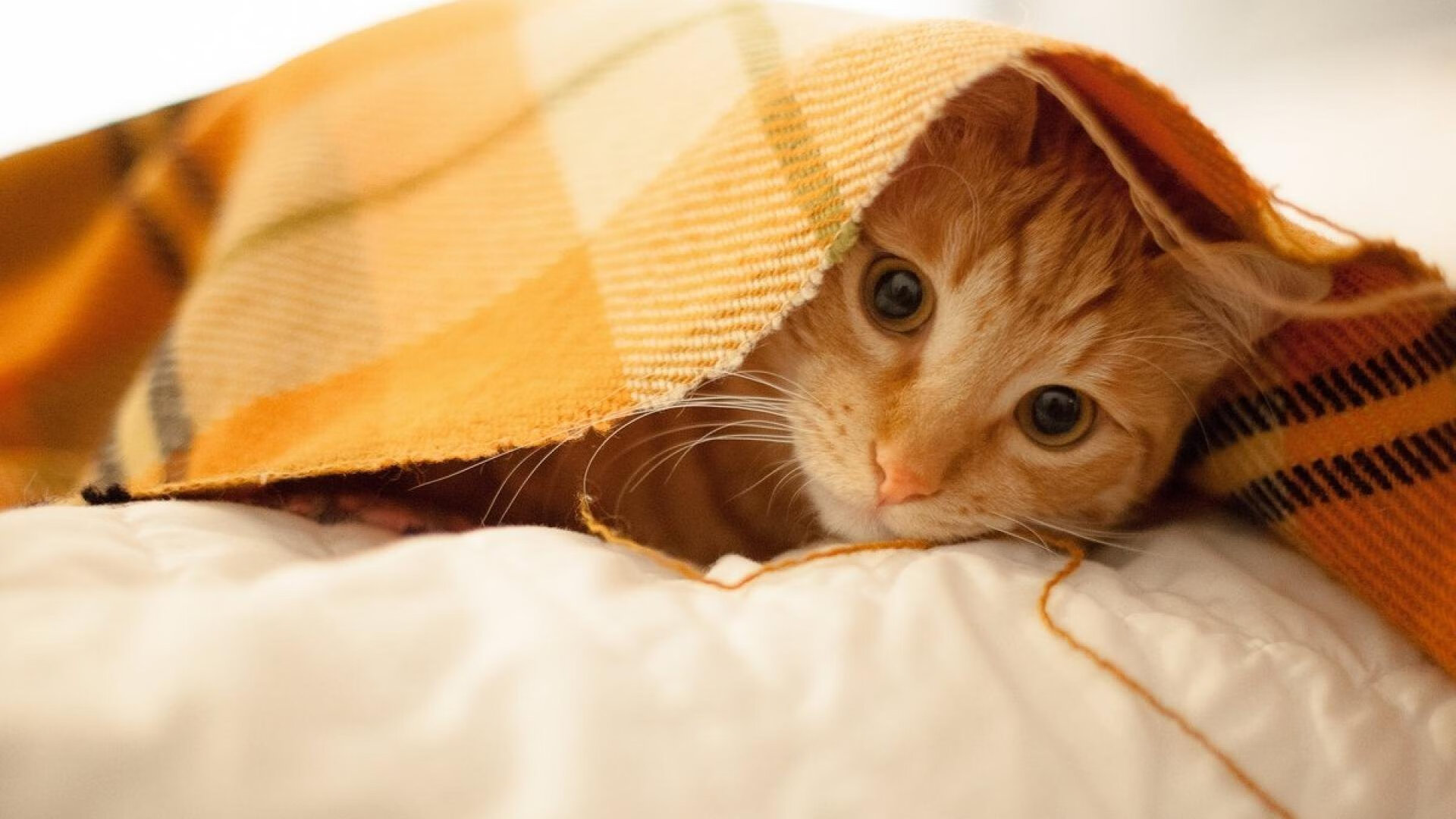 九游登录入口-职业俱乐部球探系统实现全国联网提升人才发掘效率，球探职责