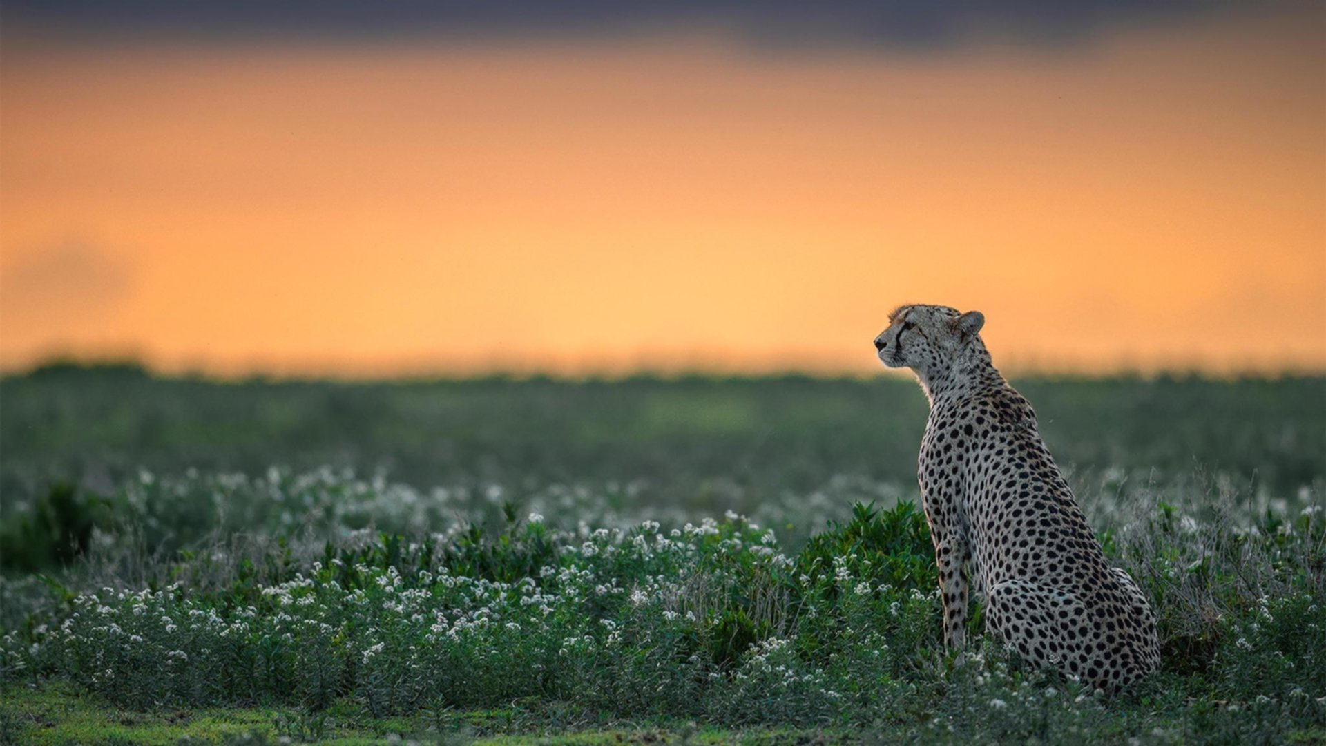 Jiuyou-跳水动作美感与控制并重，跳水动作细节
