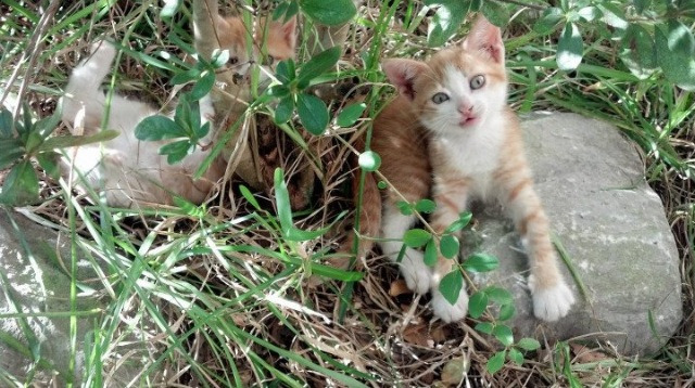 九游app官网下载-跳水高台动作摩纳哥成功完成